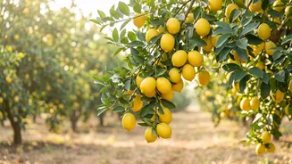 Karnataka's Land Of Lemons Offers A Fresh Food-And-Travel Story