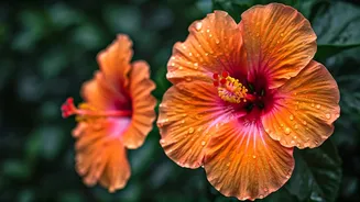 Rain Makes These Flowers Even Better