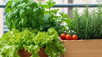 Balcony Gardens Are Giving Kitchens A Fresh Upgrade