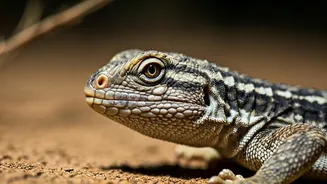 Masters of Hydration: 6 Animals That Thrive Without Ever Drinking Water