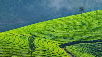 Why Coorg Misty Plantation Roads Are Perfect Driving Destinations For Early Winter Bengaluru Travelers