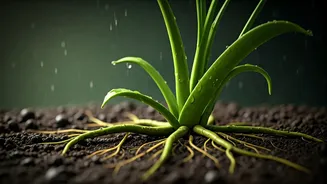 How To Prevent Root Rot In July Downpours