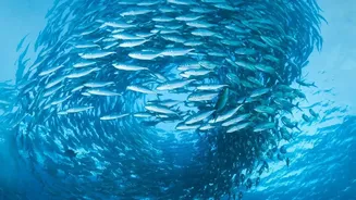 How animals use Earth's magnetic field