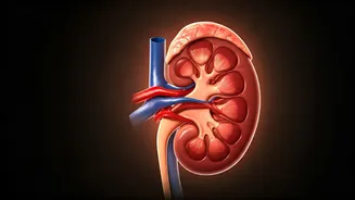 Unveiling Kidney Health: Understanding Symptoms and Protecting Your Vital Organs