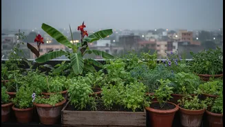 Monsoon Is Perfect For Starting A Rooftop Garden