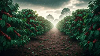 Coffee Plantation Views Make Monsoon Honeymoons Magical