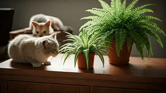 Spider Plants and Boston Ferns Chosen for Animal Safety