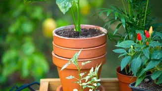 Rainy Season Encourages More Indians To Start Balcony Herb Gardens