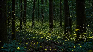 Late-Night Western Ghats Eco-Walks Reveal Breathtaking Firefly Assemblies Globally