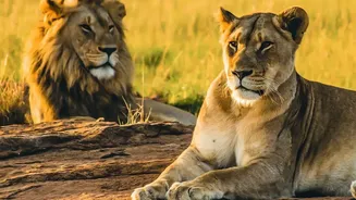 Barda Sanctuary Asiatic Lions: Barda's Grasslands and Forests Offer Different Habitats