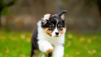 Tick Prevention And Paw Hygiene Are Key Parts Of A Practical Monsoon Pet Routine