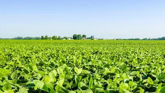 Why Plant Health Can Be Studied Using Satellite Data