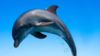 Quiet Boats and Safe Distances Make India's Dolphin Tours More Responsible