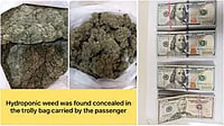 Mumbai Airport Customs Seize Hydroponic Weed Worth ₹40 Crore, Gold And Foreign Currency In 1 Week