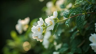 Jasmine Is The Perfect June Planting Choice