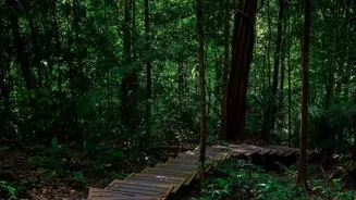 Checking Guide Quality Can Help Nature Travellers Avoid a Poor Decision after South Andaman's Rainforest Birding Trail