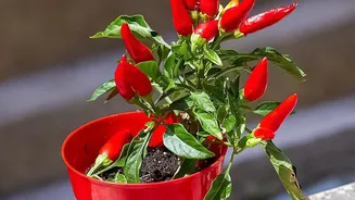 Growing Thai Chillies In Pots Explained: Watering Without Waterlogging The Roots
