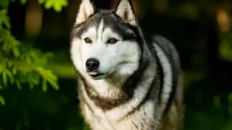 Wolf Tours Spread Across Europe as Populations Continue to Recover