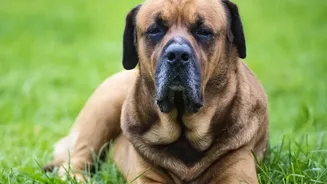 The Research Suggests Some Dog-Human Communication Travels Across Cultures