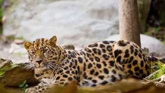 Ladakh's Snow Leopard Safari: Wildlife Tourism with a Focus on Fragile Himalayan Habitats
