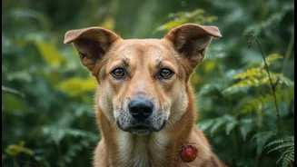 Tick Control Needs To Be Part Of Every Indian Dog’s Monsoon Plan
