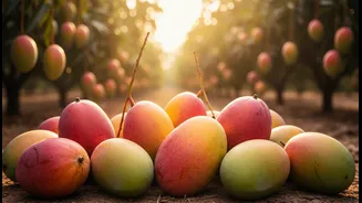Mango Biodiversity Is Also a Climate-Resilience Question