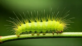 Caterpillars' Secret: Body Hairs and Sound
