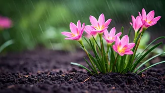 Rain Lilies Bloom Instantly After Torrential Rain Showers Hit
