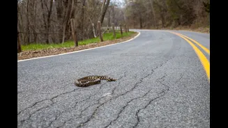 How AI-Generated Images Impact Snake Rescue Operations