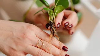 5 simple tips to keep indoor plants happy