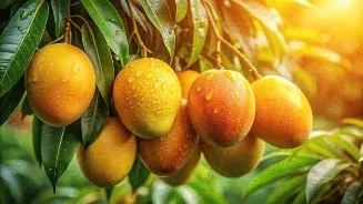 How to identify adulterated mangoes: Simple guide to spotting chemically ripened fruit