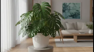 Best Indoor Plants To Grow This Humid July