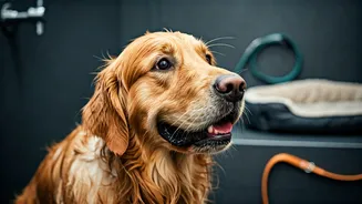 In-House Pet Amenities Make Holidays Easier