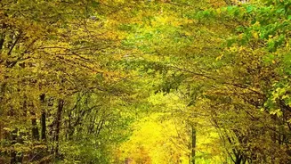 Offbeat Autumn Trips: Discovering Uncrowded Green Hideaways In Scenic Shoja