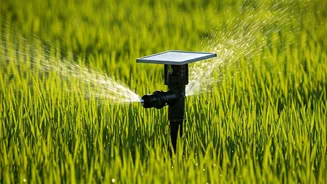 Solar Irrigation: Jharkhand Farmer's Success Story