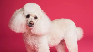 Pet Grooming Should Include Ears, Paws and Coat Checks