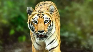 Why Expanding Forest Buffer Zones Protects Relocated Tiger Populations In Indian Parks