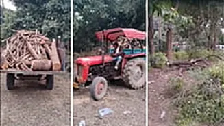 MP News: Old Neem & Mango Trees Felled At Oxygen Hub In Gwalior’s Jiwaji University; Municipal Officials Intervene