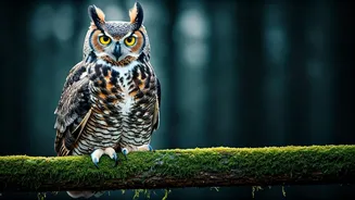 Six Feathered Phantoms: Unveiling Birds of the Night