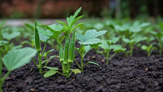 First-Time Gardener? Grow These Monsoon Vegetables