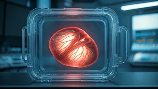 Giving Life Anew: Understanding Heart Valve Donation and Transplant