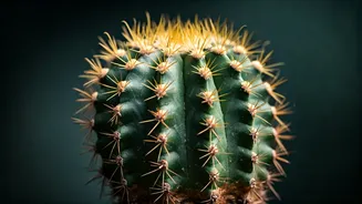 Cactus SOS: Recognizing and Reviving a Failing Succulent