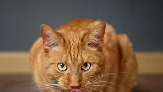 Clear Plans For Late Workdays Help Organise Backup Pet Feeding Routines