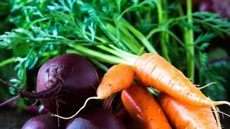 Five Root Vegetables Add Fibre without Miracle Nutrition Claims