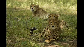 Cheetah population in India rises to 60 after KJP21 gives birth to 5 cubs
