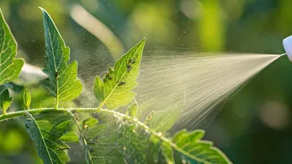 Defeat Dangerous Tomato Whiteflies Using Simple Weekly Neem Oil Sprays