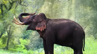 Why More Travellers Are Choosing Assam For Rainy-Season Eco Escapes