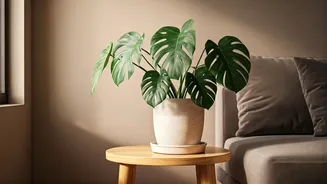 Plants Are The Cheapest Home Mood Upgrade