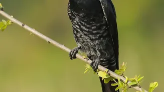 A Science Study Reduces Passerine Birdsong to Eight Recurring Components