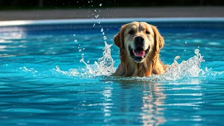Neighborhood Pet Pool Playdates Are Hottest Trend This Weekend